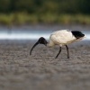 Ibis australsky - Threskiornis moluccus - Australian Ibis o6468